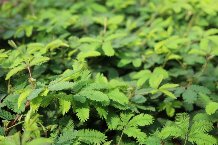 含羞草传媒下载成人含羞草app应用V7.9.9_含羞草传媒下载成人含羞草appAPP下载 含羞草传媒下载成人含羞草app应用V7.9.9_含羞草传媒下载成人含羞草appAPP下载