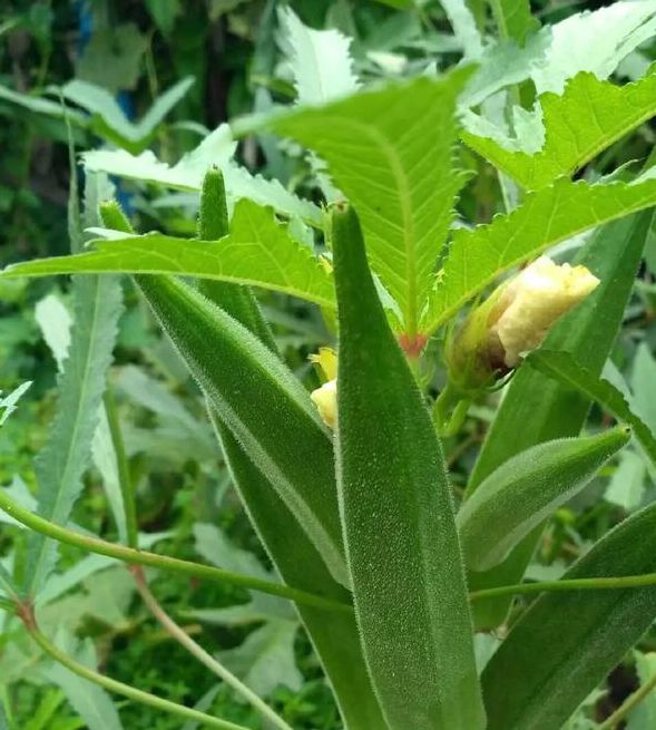 秋葵视频免费下载免费手机版V6.4.9_秋葵视频免费下载免费应用 秋葵视频免费下载免费手机版V6.4.9_秋葵视频免费下载免费应用
