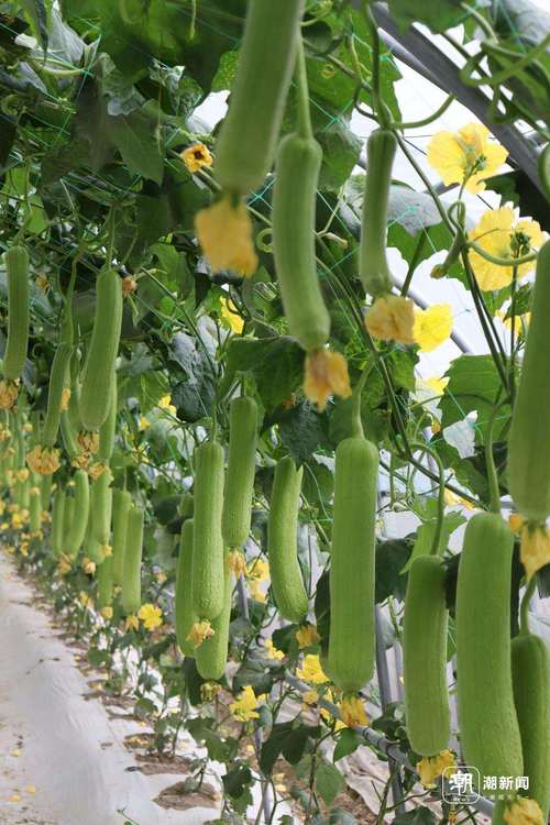 草莓秋葵菠萝蜜黄瓜丝瓜芭乐视频手机版V8.3.6_草莓秋葵菠萝蜜黄瓜丝瓜芭乐视频最新版下载 草莓秋葵菠萝蜜黄瓜丝瓜芭乐视频手机版V8.3.6_草莓秋葵菠萝蜜黄瓜丝瓜芭乐视频最新版下载