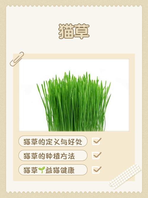 猫咪成人香草视频乱码情况已经解决,网友:修复真快 猫咪成人香草视频乱码情况已经解决,网友:修复真快