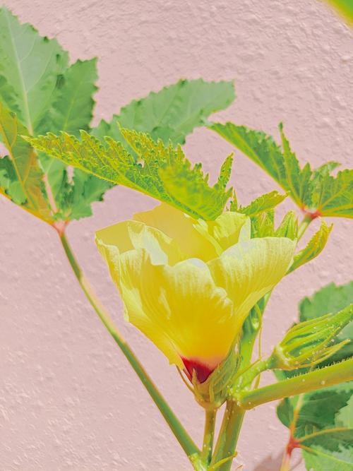 下载汅api免费秋葵ios无限看最新版V6.7.1_下载汅api免费秋葵ios无限看应用下载 下载汅api免费秋葵ios无限看最新版V6.7.1_下载汅api免费秋葵ios无限看应用下载