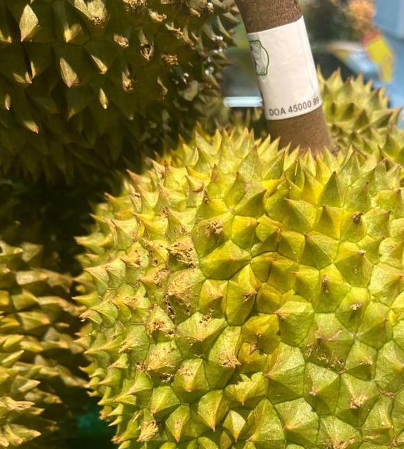 榴莲视频幸福宝安装ios手机版V4.4.2_榴莲视频幸福宝安装ios最新版 榴莲视频幸福宝安装ios手机版V4.4.2_榴莲视频幸福宝安装ios最新版