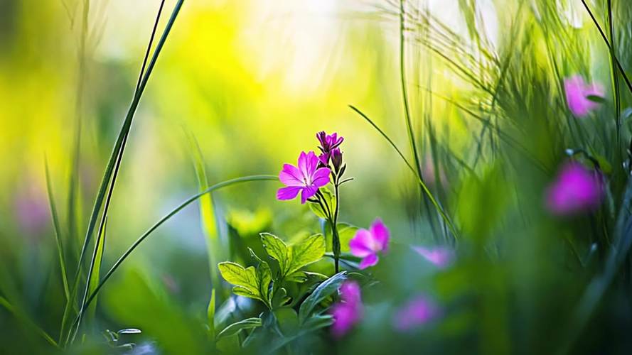 野花社区视频最新百度网盘宣布免费开放了,女主播:关注爆增,早该这样! 野花社区视频最新百度网盘宣布免费开放了,女主播:关注爆增,早该这样!