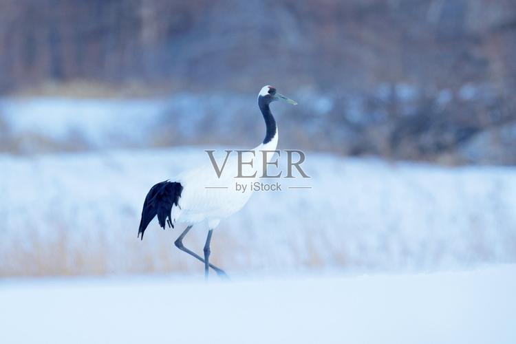 japonensis sixamirka最新版V9.5.1_japonensis sixamirkaAPP下载 japonensis sixamirka最新版V9.5.1_japonensis sixamirkaAPP下载