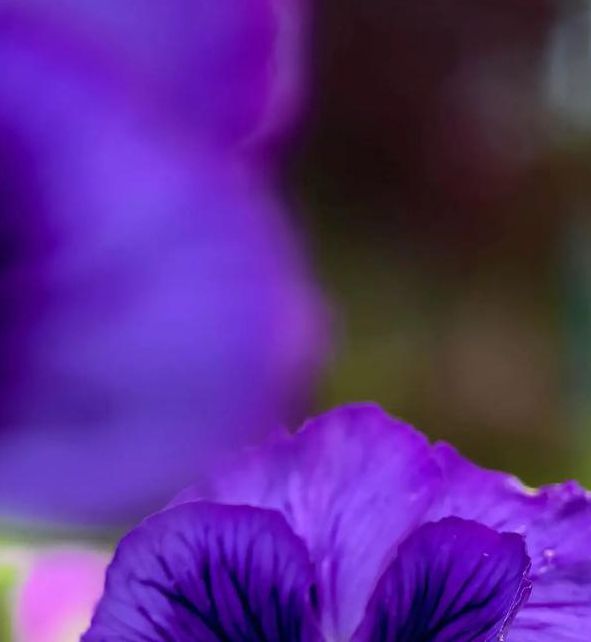 野花视频手机免费版最新版V6.4.5_野花视频手机免费版应用下载 野花视频手机免费版最新版V6.4.5_野花视频手机免费版应用下载