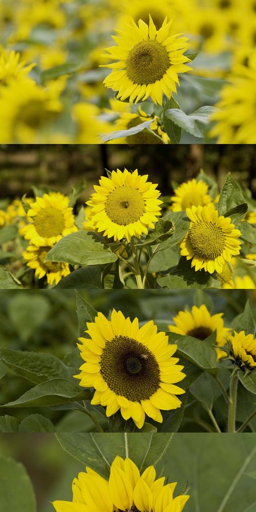 免费向日葵视频系统进行了升级,网友:好用多了 免费向日葵视频系统进行了升级,网友:好用多了