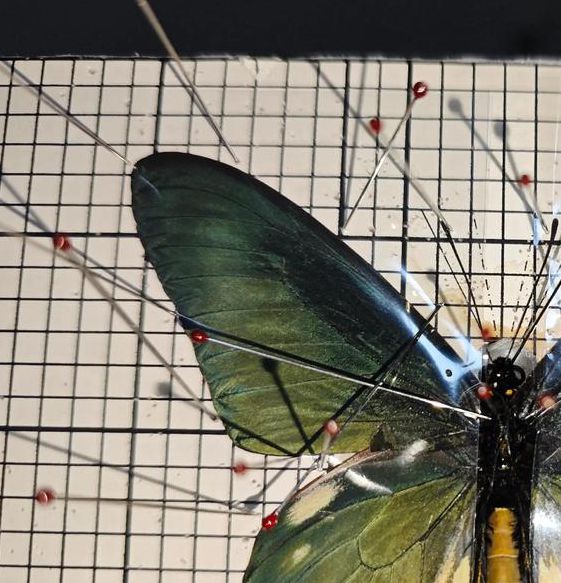 565zz.t∨凤蝶直播手机版V3.1.4_565zz.t∨凤蝶直播软件下载