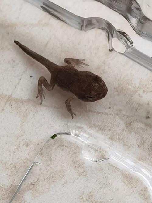 小蝌蚪免费高清版手机版V1.5.8_小蝌蚪免费高清版最新版 小蝌蚪免费高清版手机版V1.5.8_小蝌蚪免费高清版最新版