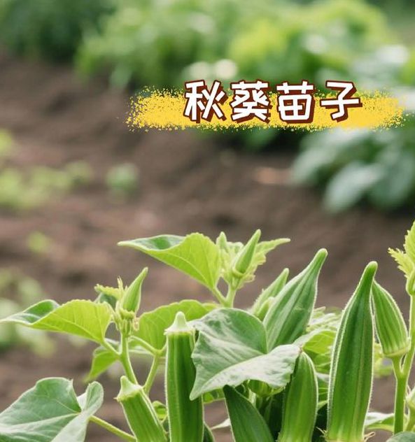 秋葵绿巨人抖国际版让人上瘾的观影平台,网友:片源丰富 秋葵绿巨人抖国际版让人上瘾的观影平台,网友:片源丰富