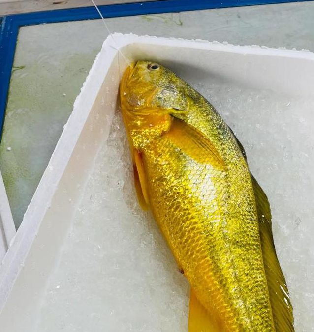 黄鱼视频最新版开始收费?网友:并没有! 黄鱼视频最新版开始收费?网友:并没有!