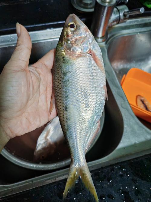 黄鱼视频最新版开始收费?网友:并没有! 黄鱼视频最新版开始收费?网友:并没有!