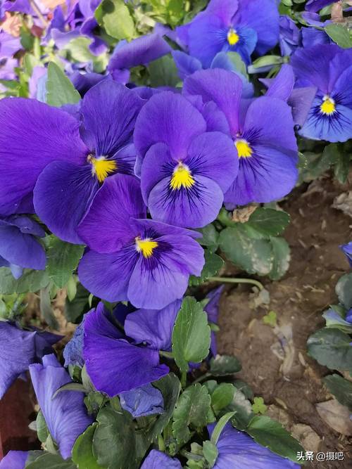 花蝴蝶免费视频直播高清版精品版软件V5.9.7_花蝴蝶免费视频直播高清版精品版APP下载 花蝴蝶免费视频直播高清版精品版软件V5.9.7_花蝴蝶免费视频直播高清版精品版APP下载