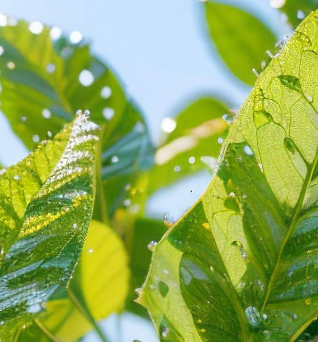 露水视频app最新版下载手机版V1.7.9_露水视频app最新版下载应用下载