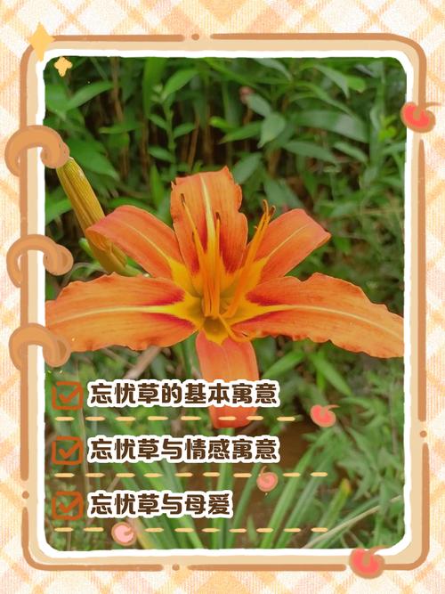 忘忧草在线www直播手机版V8.6.1_忘忧草在线www直播软件下载 忘忧草在线www直播手机版V8.6.1_忘忧草在线www直播软件下载