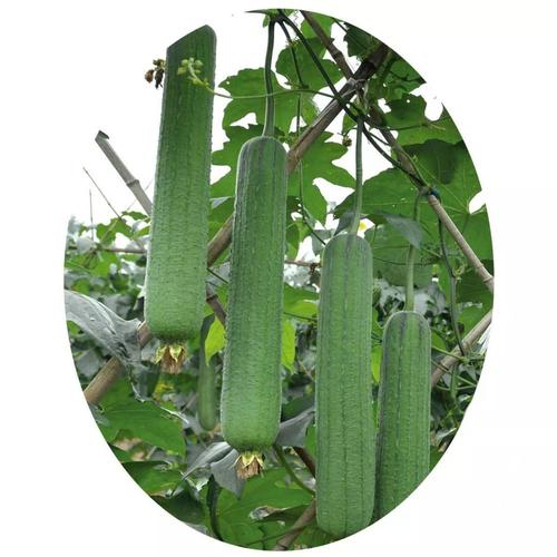 草莓视频无限看-丝瓜ios视频丝瓜视频在线观看免费下载软件V1.4.6_草莓视频无限看-丝瓜ios视频丝瓜视频在线观看免费下载安装下载