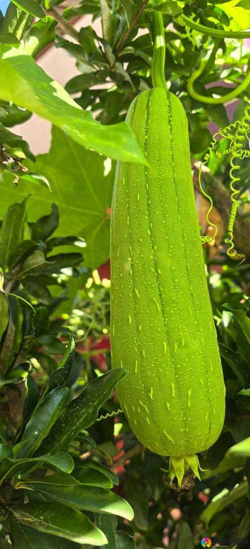 香蕉丝瓜草莓秋葵小猪芭乐茄子解锁版下载最新手机版V9.5.9_香蕉丝瓜草莓秋葵小猪芭乐茄子解锁版下载最新软件下载