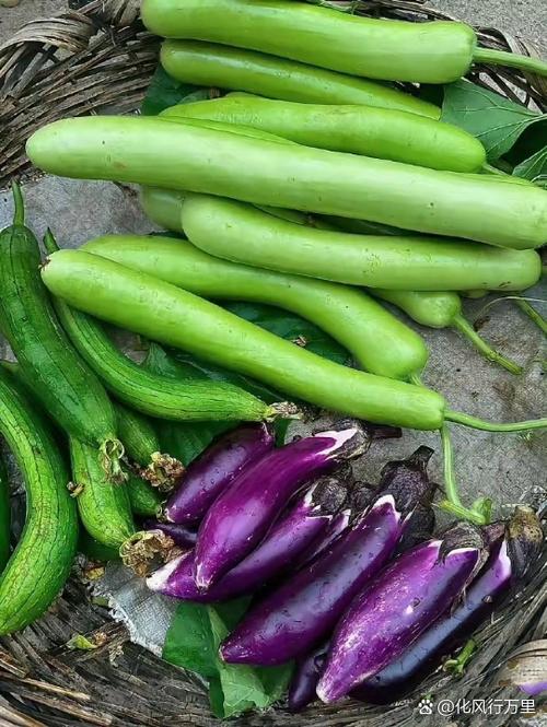 丝瓜黄瓜草莓茄子樱桃香蕉番茄下载,火爆的真人视频直播神器