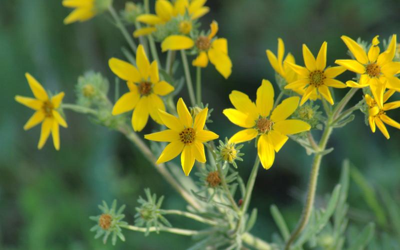 野花社区www中文高清版,风靡全球各地区的视频交友平台