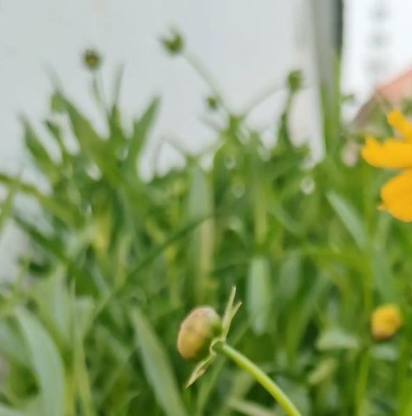 野花在线观看免费高清完整版手机版V4.2.6_野花在线观看免费高清完整版安装下载