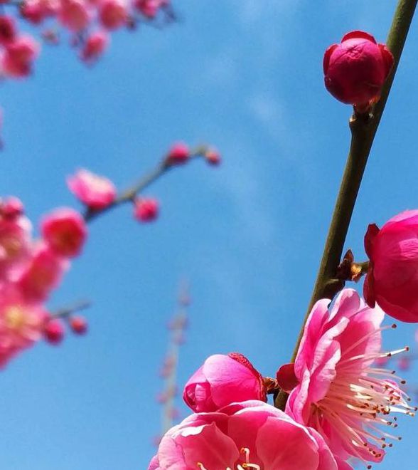 可以免费看6次的梅花视频最新版V7.8.6_可以免费看6次的梅花视频安装