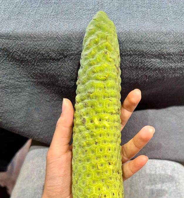 香蕉菠萝草莓榴莲茄子高清版上线，平台：全新优化过了