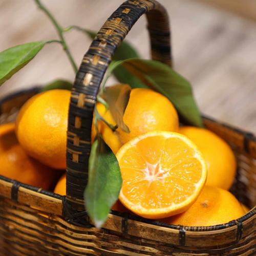 蜜桔汅api免费视频剧情十分丰富，网友：看的热血澎湃