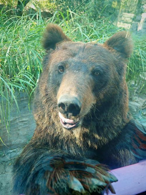 棕熊影视手机版V2.1.6_棕熊影视软件下载 棕熊影视手机版V2.1.6_棕熊影视软件下载