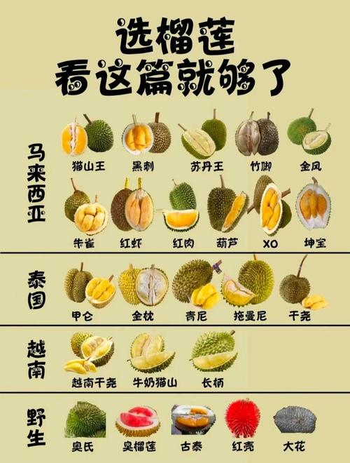 榴莲榴莲榴莲榴莲大全,在这里畅快的追剧