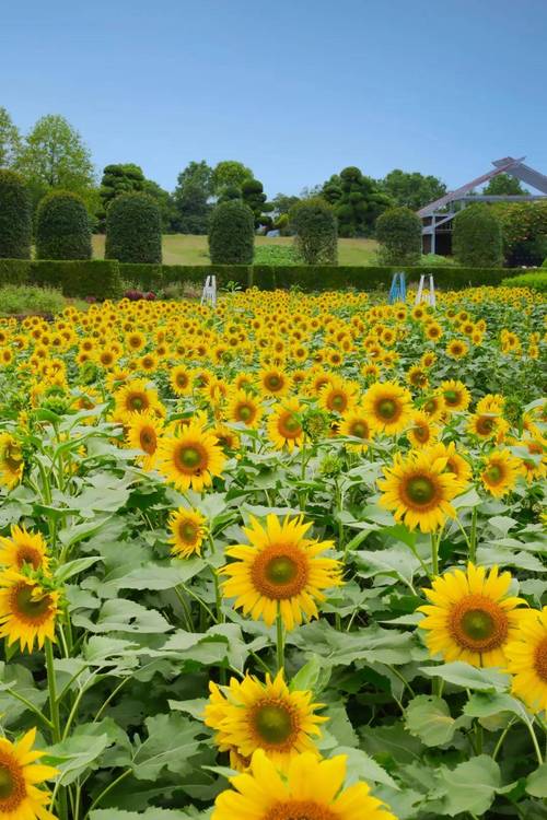 向日葵樱花草莓榴莲芒果手机版V6.7.4_向日葵樱花草莓榴莲芒果最新版下载