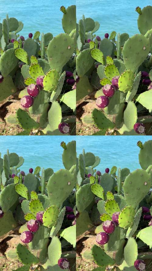 三x短视频仙人掌视频手机版V3.7.5_三x短视频仙人掌视频最新版下载 三x短视频仙人掌视频手机版V3.7.5_三x短视频仙人掌视频最新版下载