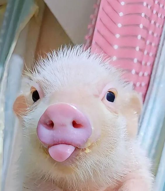 小猪视频1.0.7安卓版最新版V7.6.1_小猪视频1.0.7安卓版APP下载