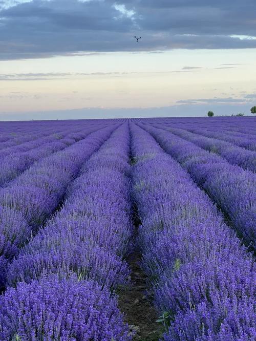 薰衣草研究所1.0.0安卓版手机版V8.9.4_薰衣草研究所1.0.0安卓版最新版下载