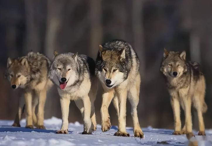 狼群社区高清免费视频,非常流行的影视软件