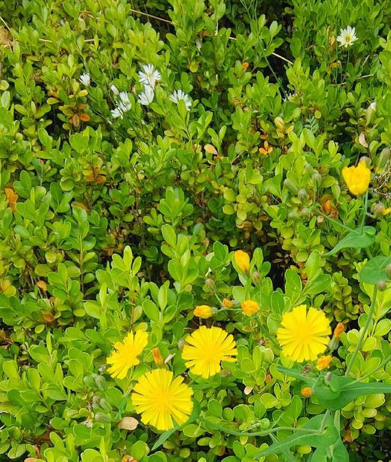 野花社区视频在线视频,很丰富的播放软件 野花社区视频在线视频,很丰富的播放软件