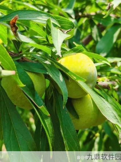 秋葵香蕉草莓丝瓜茄子番茄最新版手机版V9.1.2_秋葵香蕉草莓丝瓜茄子番茄最新版软件下载