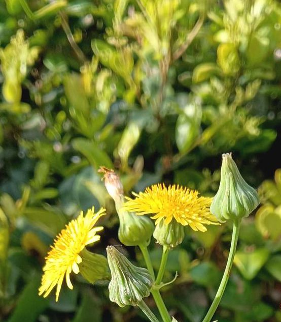 野花视频新版再次回归,网友:真永不失联! 野花视频新版再次回归,网友:真永不失联!