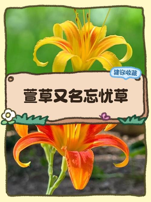 忘忧草直播日本版,这款软件中的短片很多 忘忧草直播日本版,这款软件中的短片很多