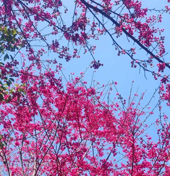 梅花视频1.0.6安卓版最新版V7.2.5_梅花视频1.0.6安卓版安装下载 梅花视频1.0.6安卓版最新版V7.2.5_梅花视频1.0.6安卓版安装下载