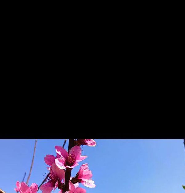 桃花在线观看免费观看手机手机版V6.2.3_桃花在线观看免费观看手机软件下载 桃花在线观看免费观看手机手机版V6.2.3_桃花在线观看免费观看手机软件下载