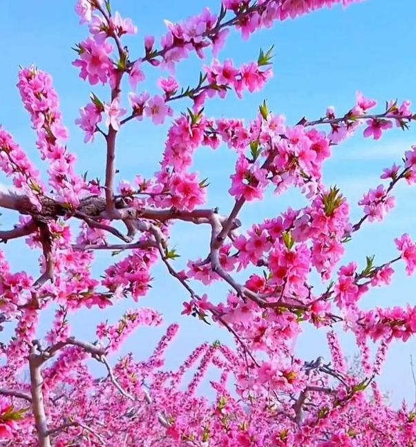 桃花在线观看免费观看手机手机版V6.2.3_桃花在线观看免费观看手机软件下载 桃花在线观看免费观看手机手机版V6.2.3_桃花在线观看免费观看手机软件下载