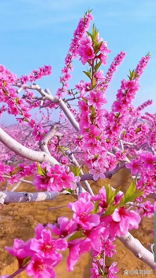 桃花在线视频手机版V3.3.3_桃花在线视频最新版下载