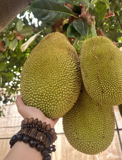 菠萝蜜不正经视频免费观看,有着超多福利直播内容的软件