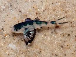 水母鱼为何偏爱紧随水母——追随水母的主要原因解析