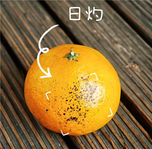 借助武艺结交朋友，携爱心助力农业，《永劫无间》手游玩家的江湖生活绽放在橘园之间

